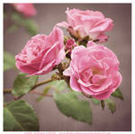 Nana's Wild Pink Roses by fluffyvolkswagen