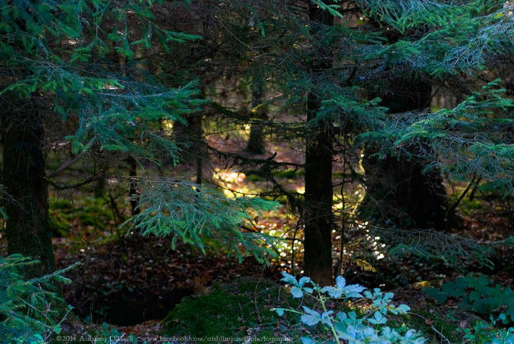 Newcastle Forest, Longford, Ireland.