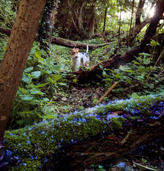 Foxterrier Whisky in the Woods