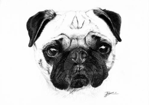 A Pug