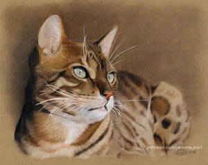 Beautiful Bengal Cat 'Loki' (Speedpainting)