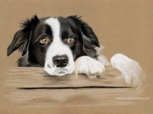 Cute Border Collie - (Speedpainting)