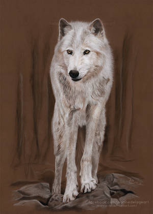 White Wolf - Pastel Painting | Speed Art by Jeanne-Lui
