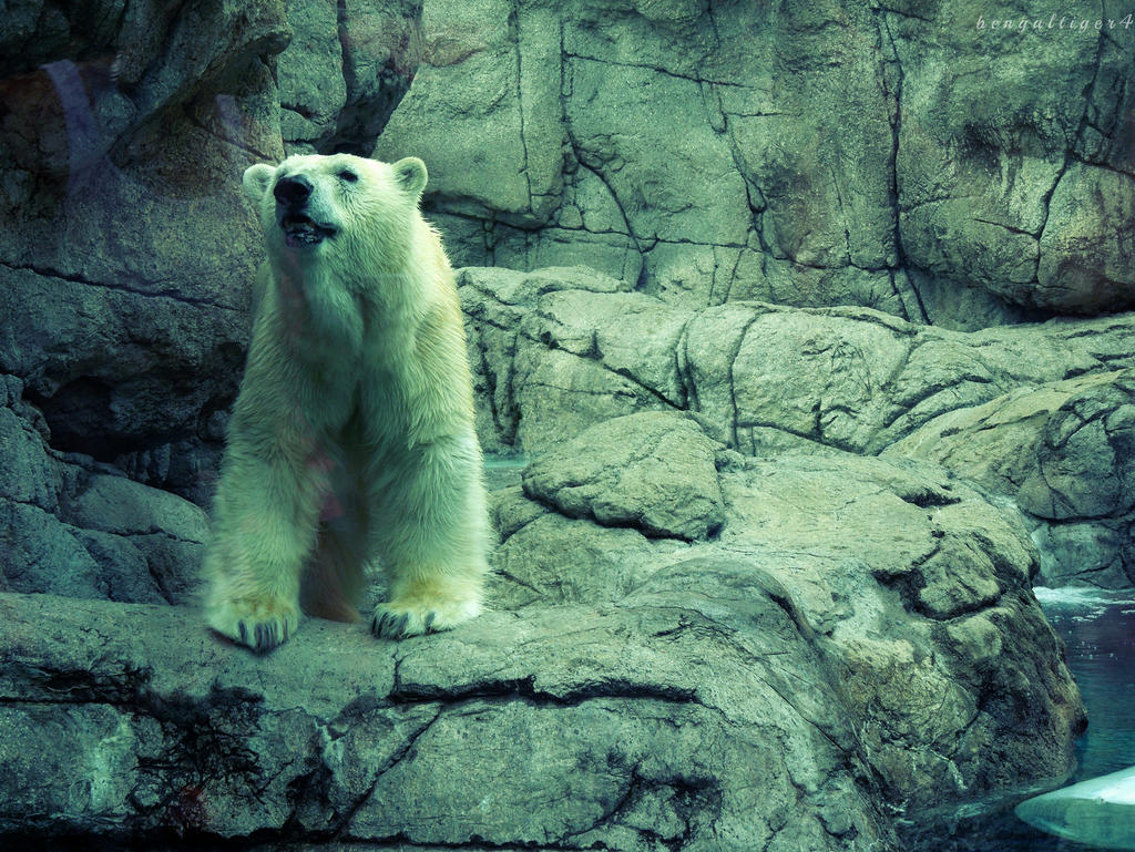 Polar Bear Hellos