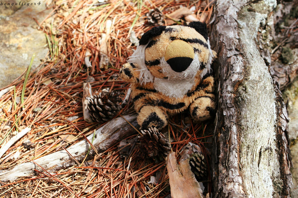 Zeno's Pine Cone Friends