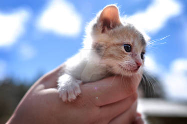 Mini Meow