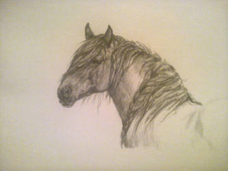 Horse 2