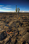 Cactus by abey79