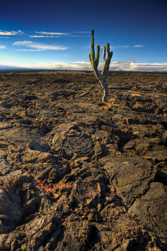 Cactus