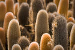 Cactus City by abey79