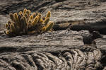 Cactus II by abey79
