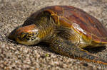 Turtle by abey79