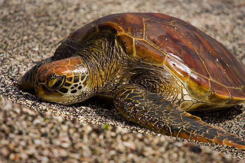 Turtle by abey79