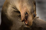 Sea lion II by abey79