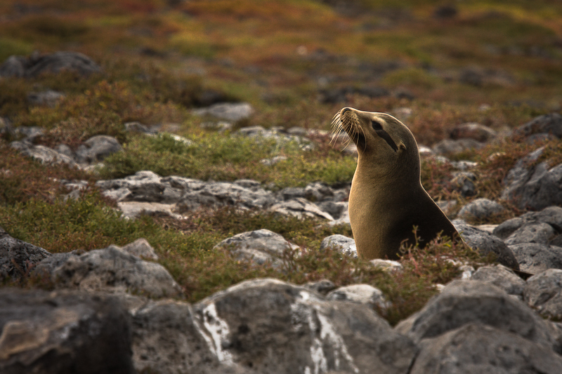 Sea lion III