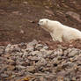 Bear in Rocks II