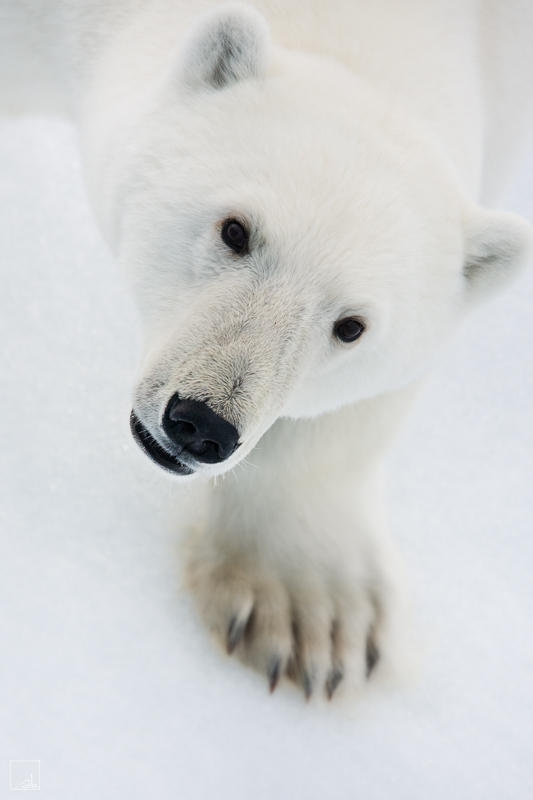 Curious bear