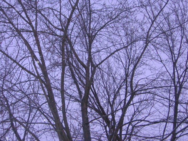 Trees on a Winter Morning