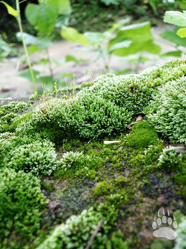 Bosque En Miniatura By Karup On Deviantart