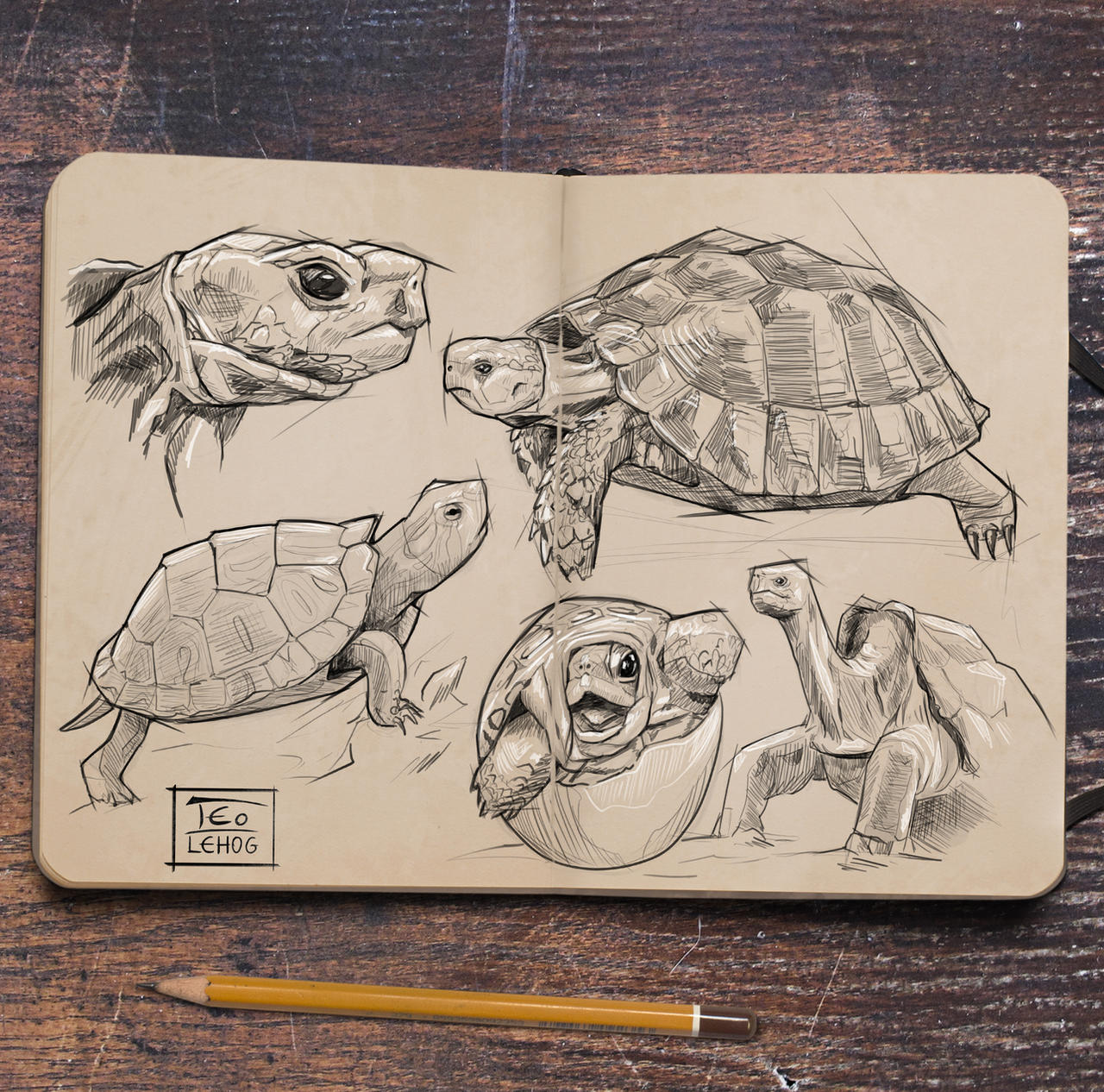 Turtle Observation Drawing Turtles Studies by TeoLehog on DeviantArt