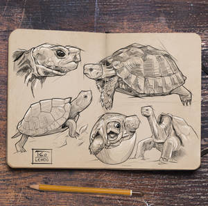 Turtles Studies