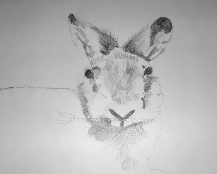 Rascally Rabbit by Kristiarna on DeviantArt