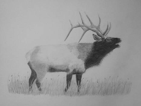 Elk