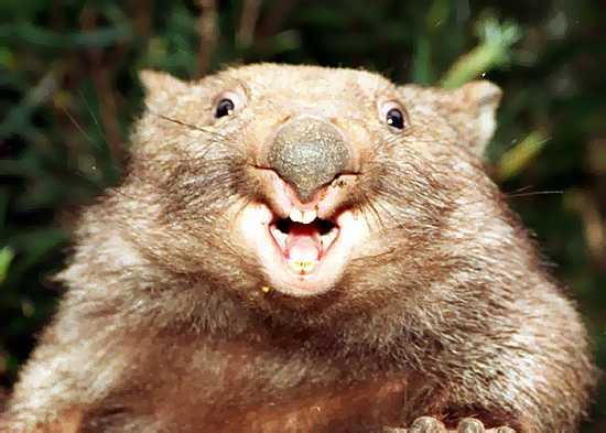 Wombat Alert