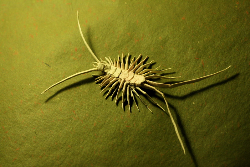 House Centipede