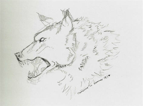 Wolf Head Sketch