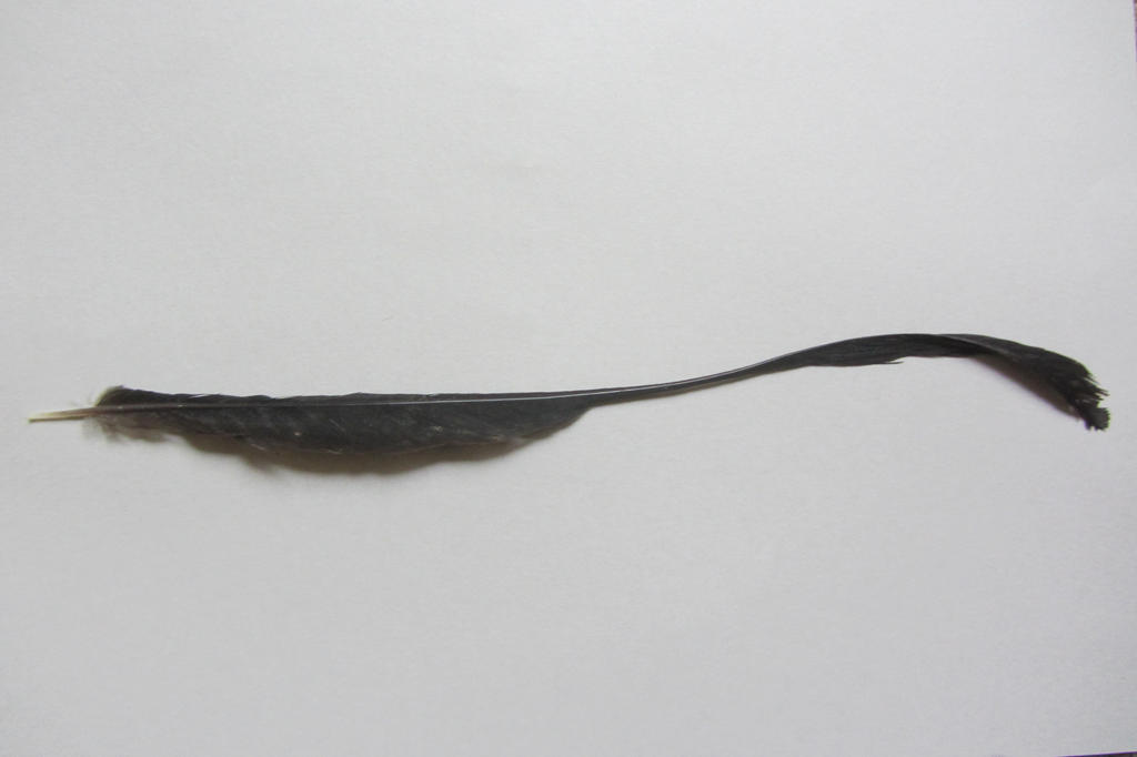 Lesser Racket-tailed Drongo ( Dicrurus remifer ) by sacredibis on ...