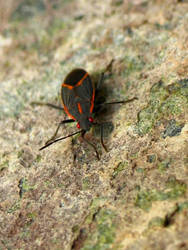 The Bug Climbing On Rocks