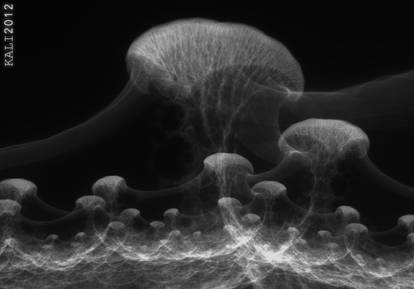 X-ray Fungus Net