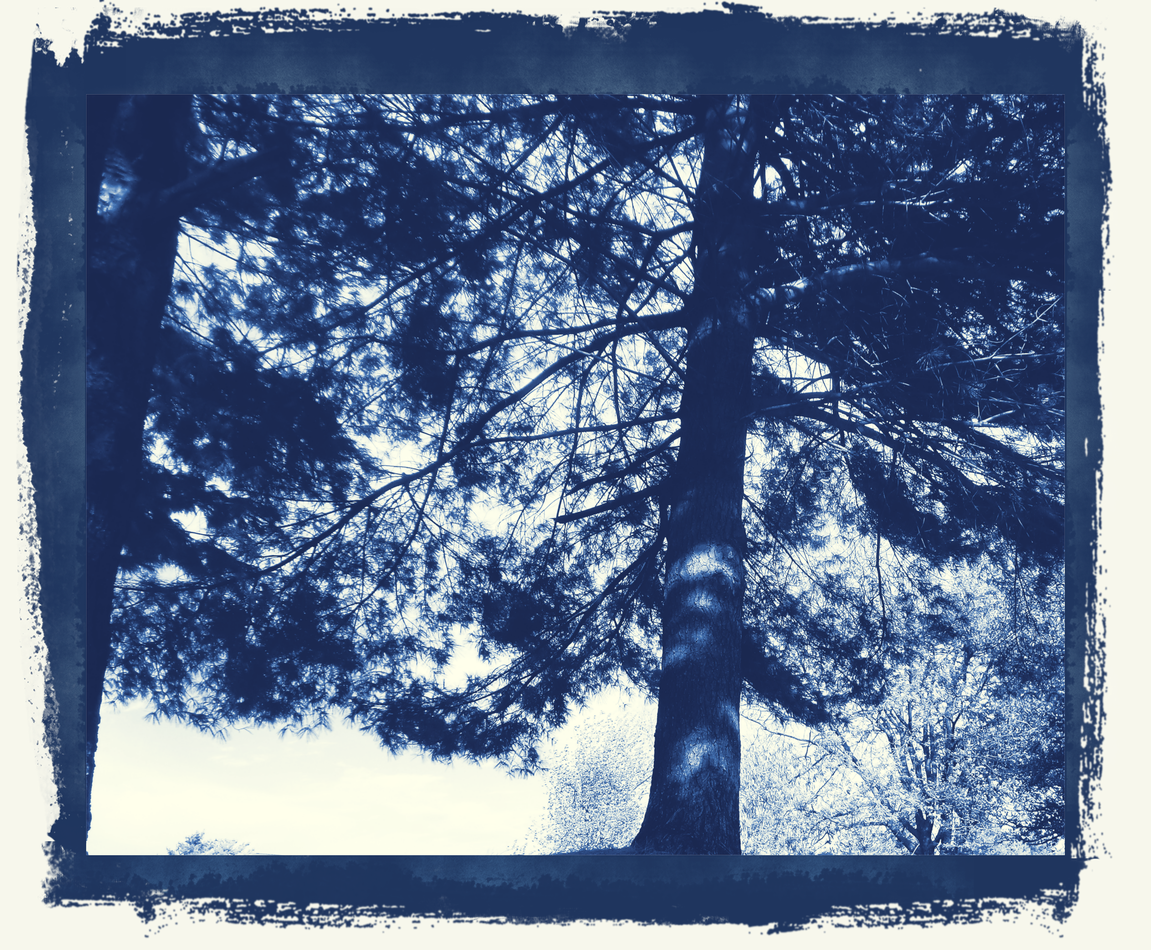 Blue Tree