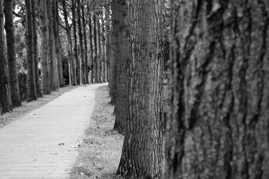 Tree Path