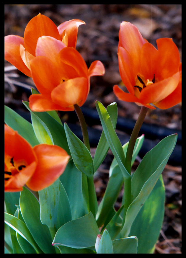 Tulip II