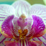 Orchid Turkey