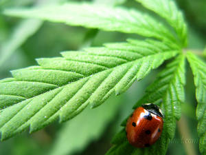 Stoner Ladybug