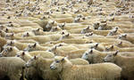 Sea of Sheeps by Tul-152