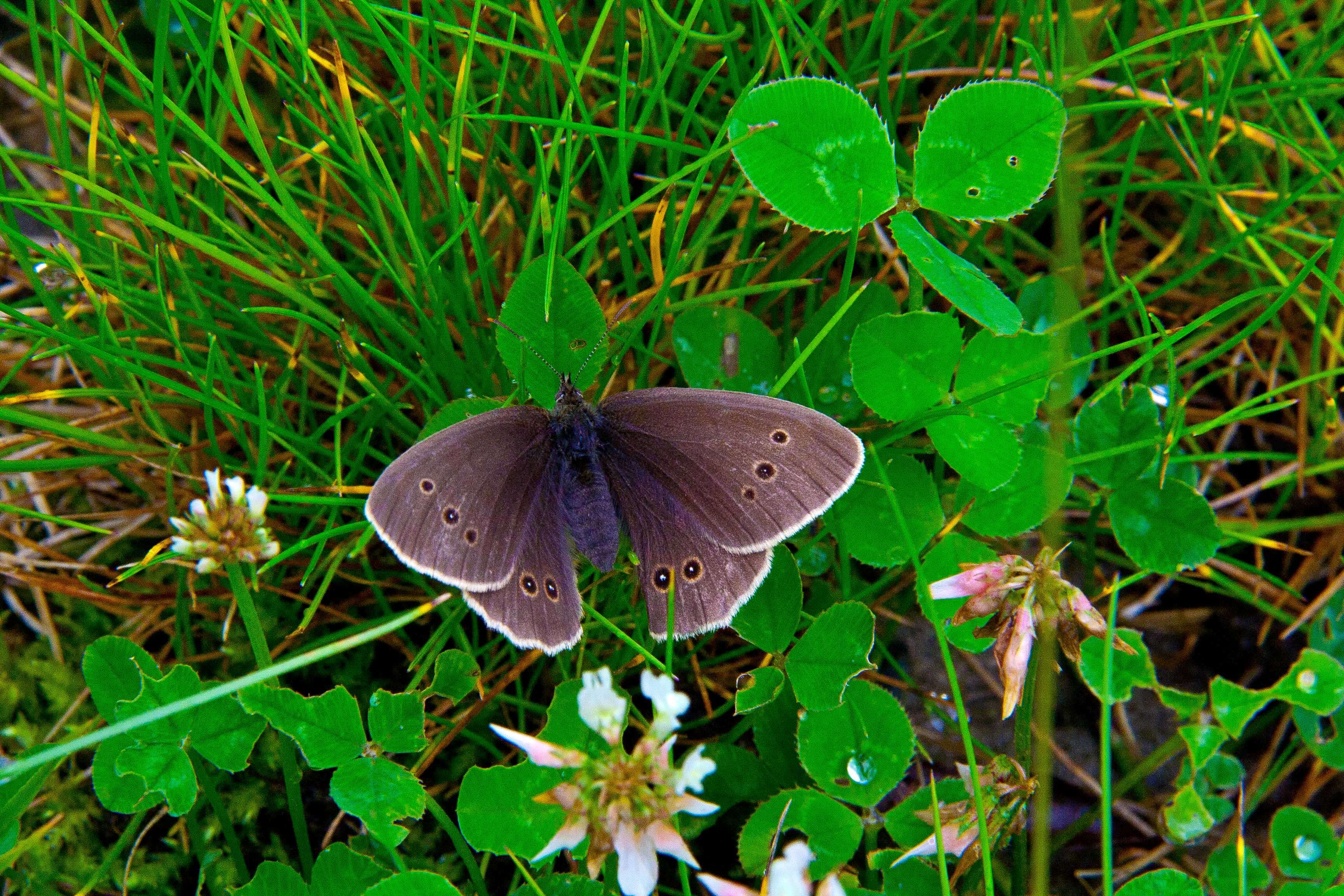 Meadow Browning