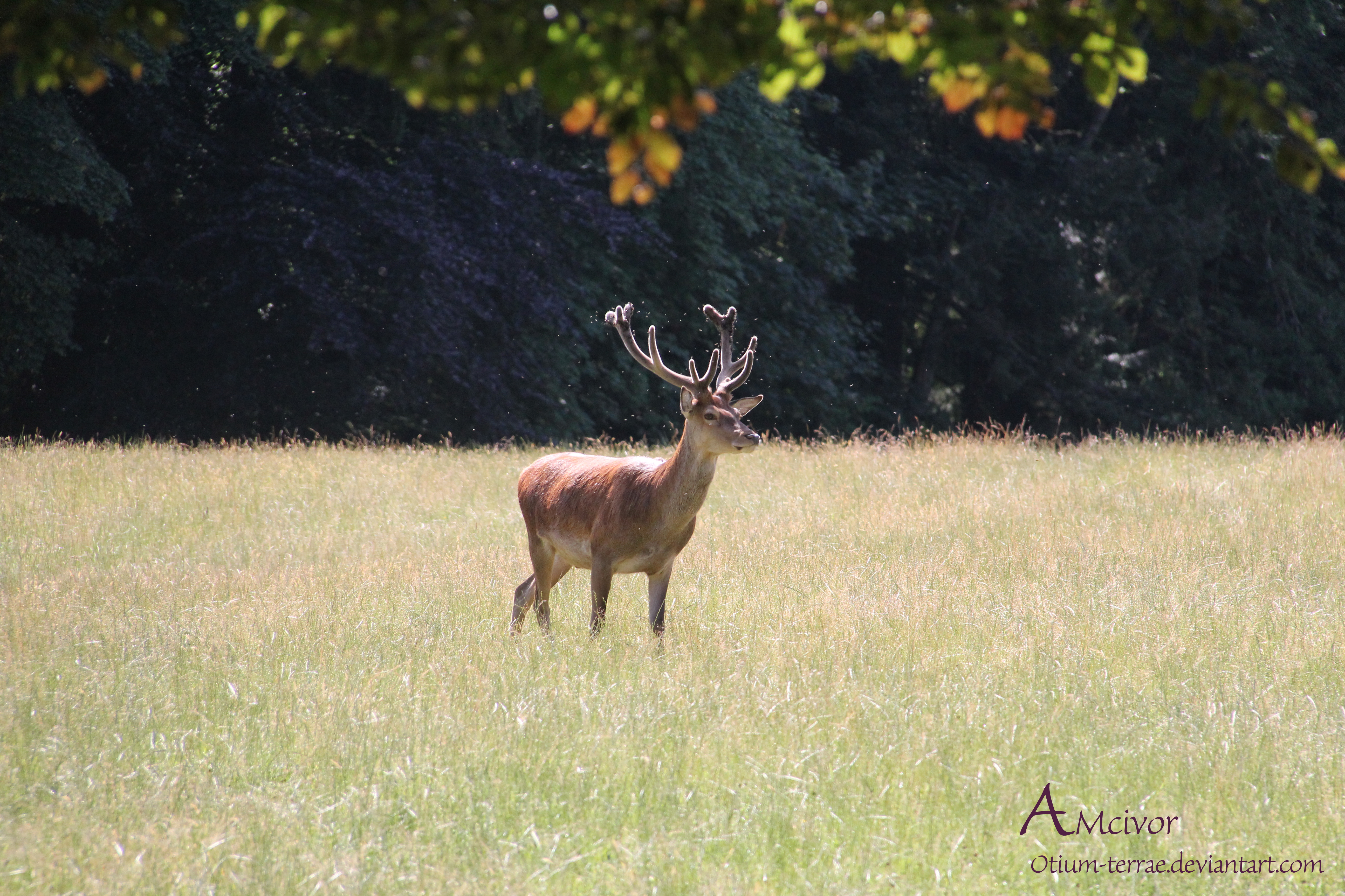 Stag