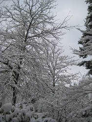 Snow, Trees, Unexciting Title