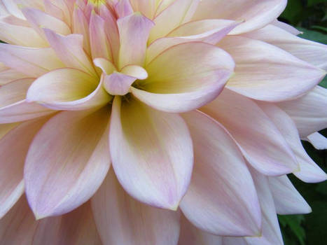 extreme close up flower