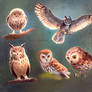 Studies of owls