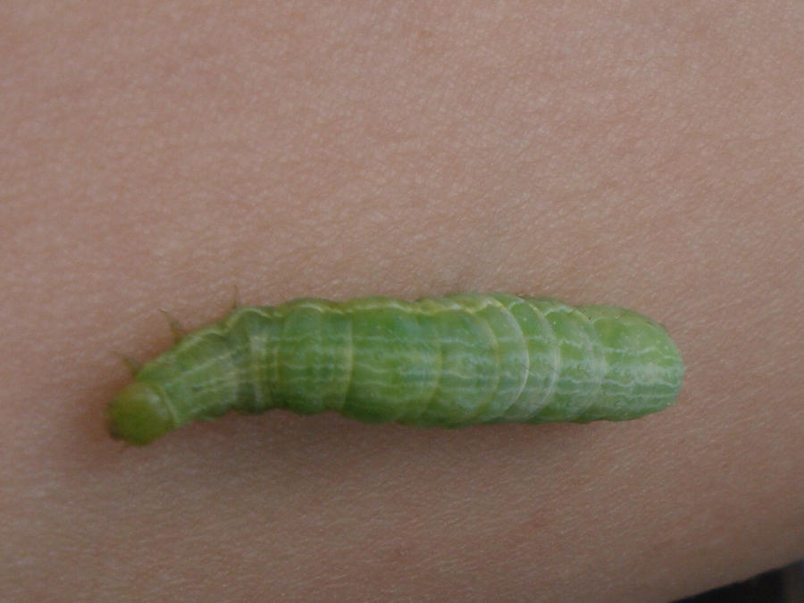 caterpillar