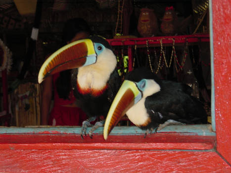 Baby Brazilian Toucans