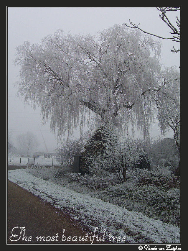 The most beautiful tree by ArwenEvenstar16 on DeviantArt