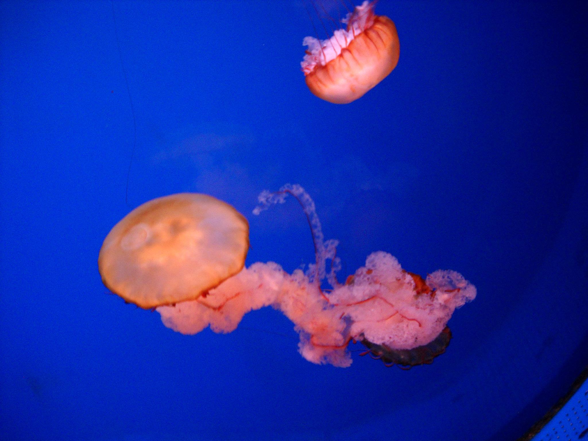 Minnesota Sea Life 3