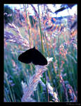 Vintage dark butterfly by Discomax