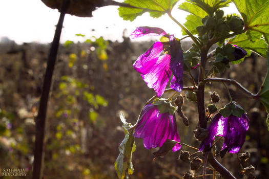 Purple Autumn Flower